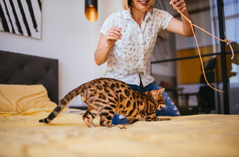 Cat Training: Techniques and Tips for You