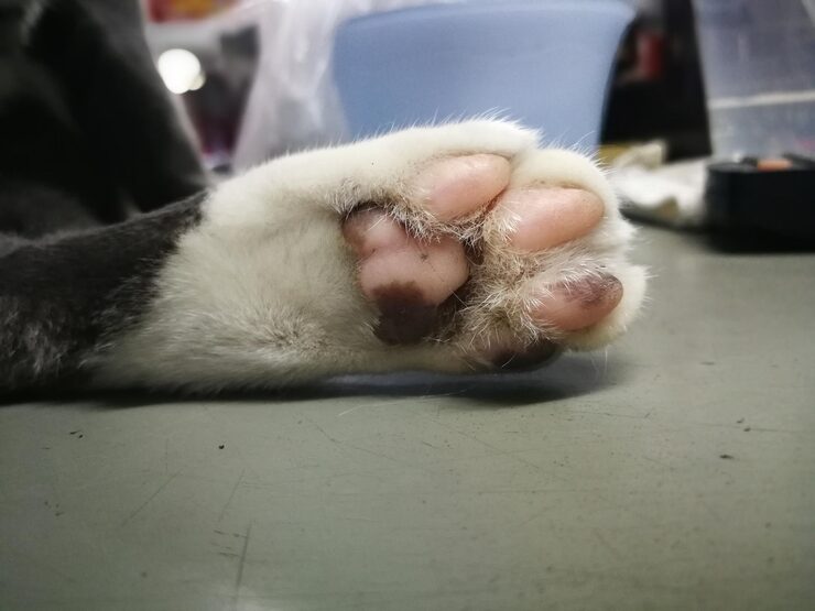 How Much Does It Cost to Declaw a Cat?