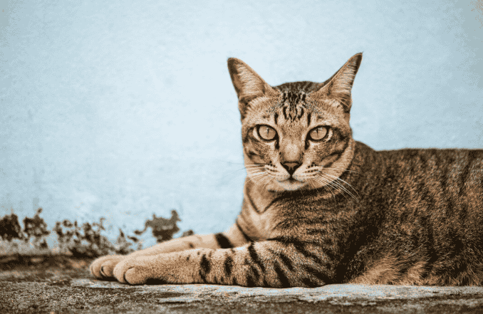 Domestic Shorthair Cat: Exploring the Unique Characteristics
