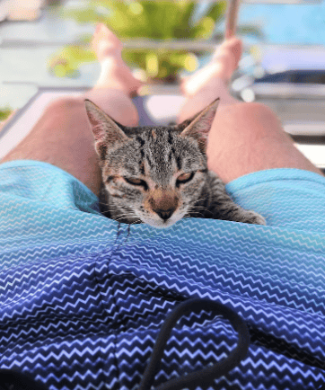 Tabby kitten resting on a person’s lap in outdoor setting