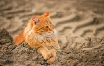 Orange tabby cat resting on sandy ground outdoors