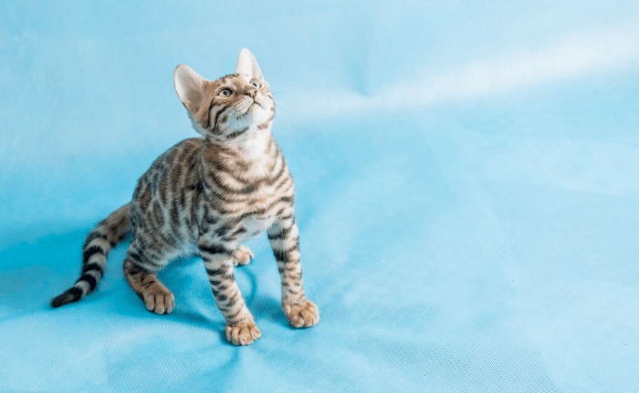 Silver Bengal Cat – A Complete Guide for Cat Lovers