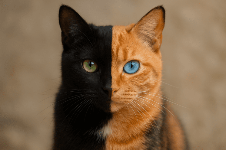 Chimera Cat: Nature’s Most Fascinating Feline Phenomenon