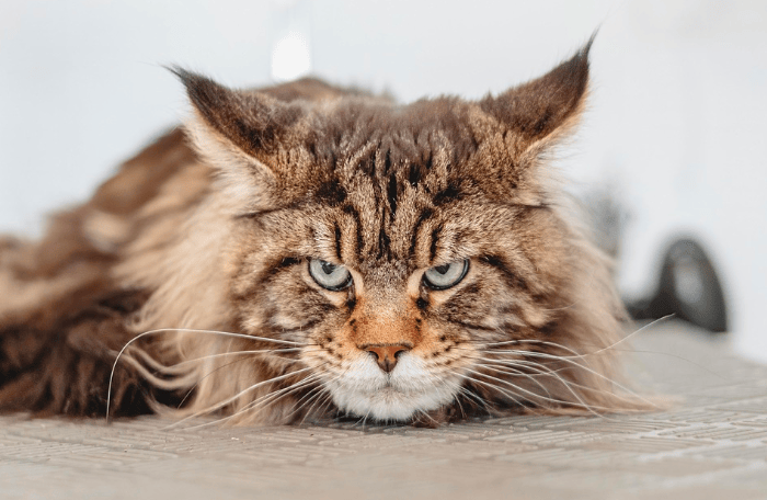 Mixed-Breed Maine Coon Cats: What You Need to Know