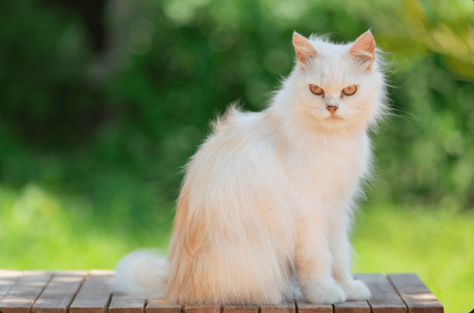 Beautiful long-haired white Persian cat sitting on a wooden table in the garden