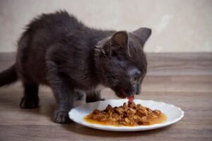 The Surprising Health Benefits of Homemade Cat Food