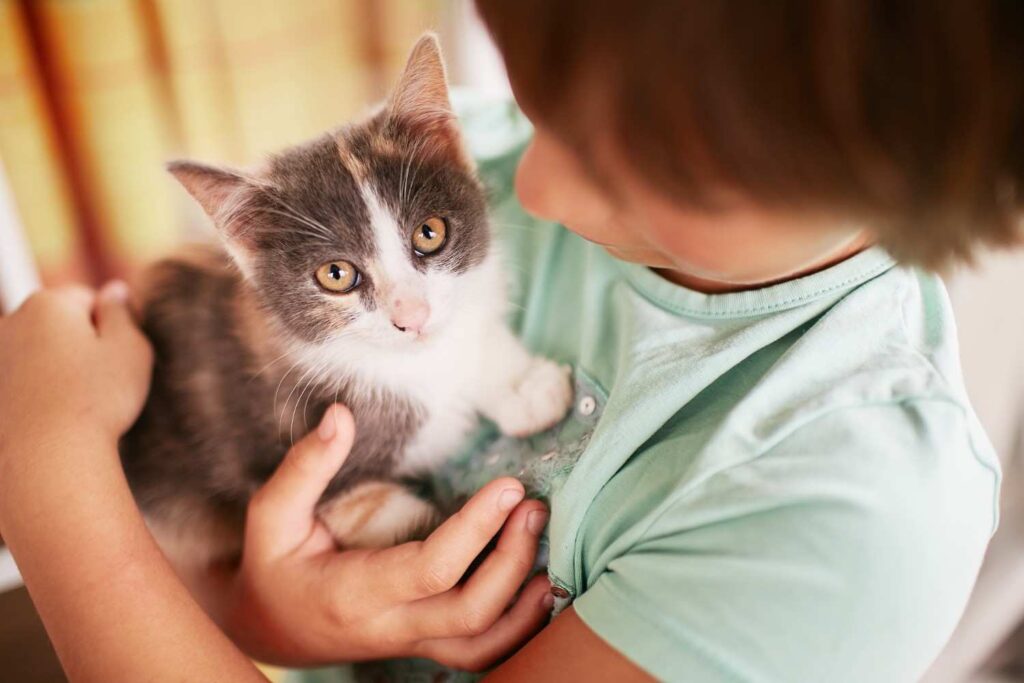 Child holding a small rescue kitten during cat foster care