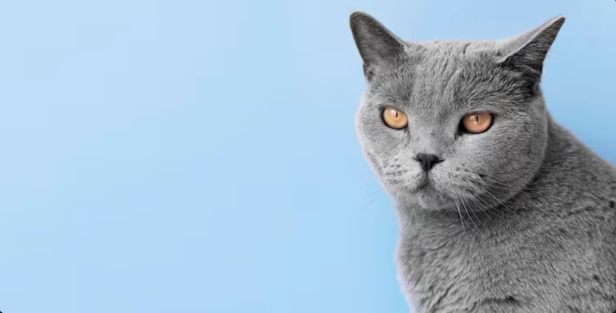 Russian Blue Cat with gray fur and amber eyes on blue background