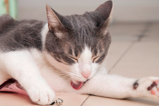 Cat licking paw while experiencing mouth pain from stomatitis.