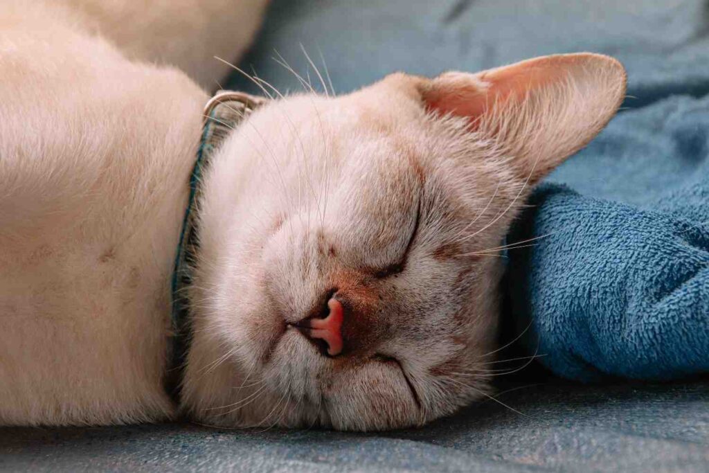 Sleeping light-colored cat resting on a blue blanket with eyes closed.