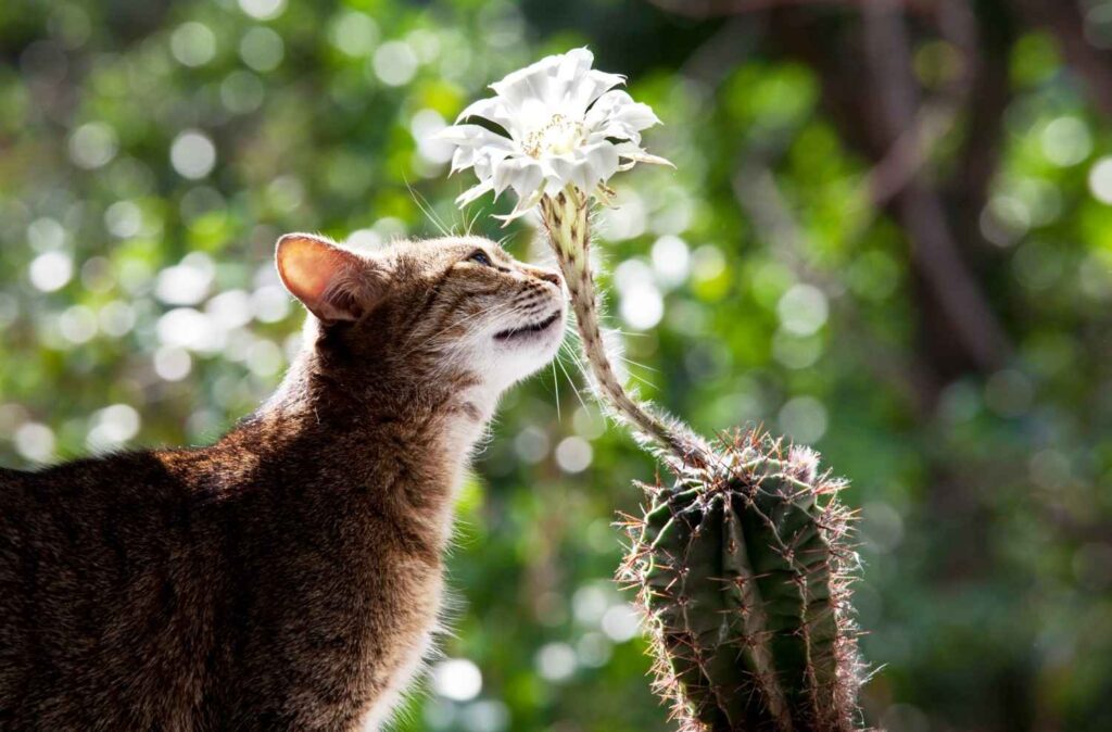 Cat sniffing a white flower on a cactus outdoors
