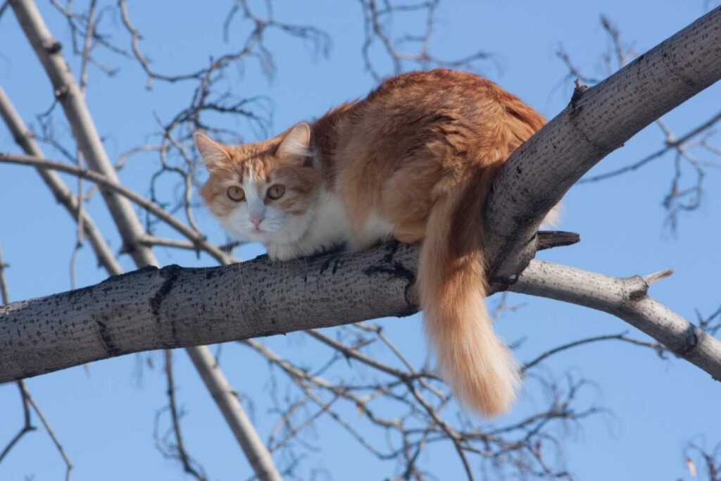 Cat sitting high on a branch like a large cat tree, showing climbing and resting behavior