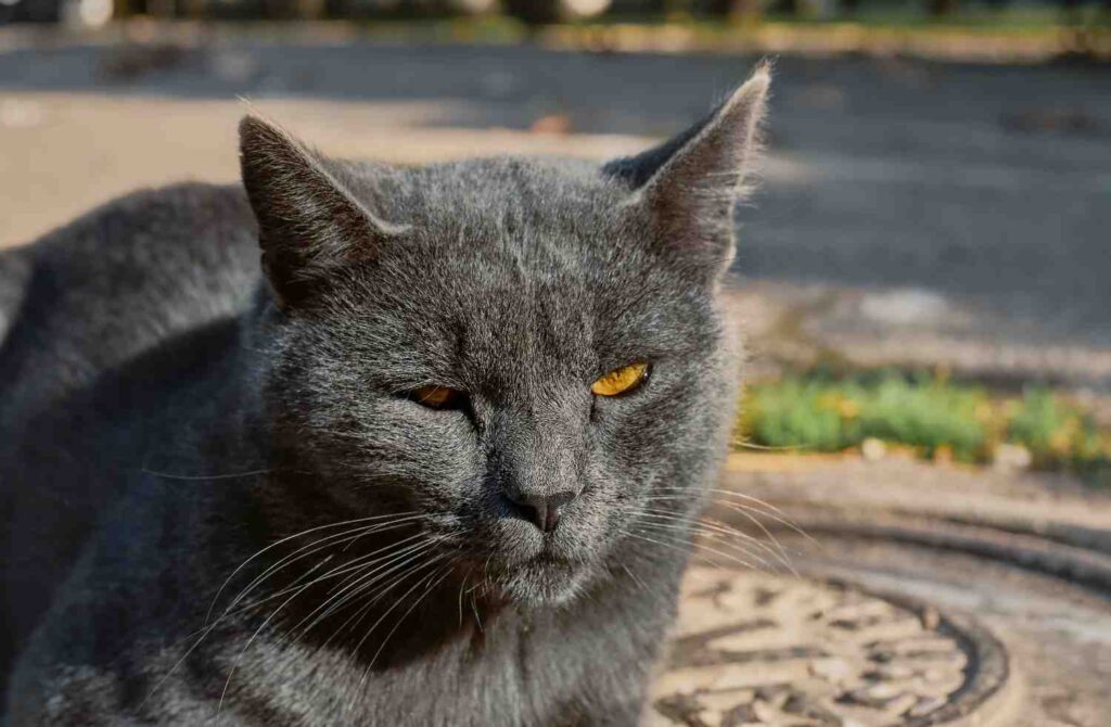 Big fluffy grey cat sitting outdoors with thick fur and amber eyes