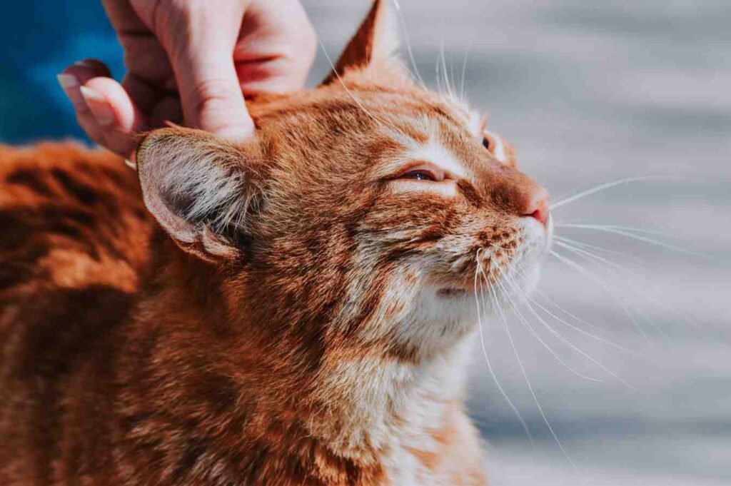 Orange cat being gently scratched near the ear, showing ear area for ear mites in cats awareness.