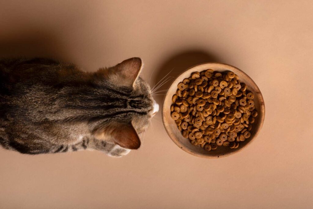 Cat looking at a food bowl, used for guides on how much wet food to feed cats.