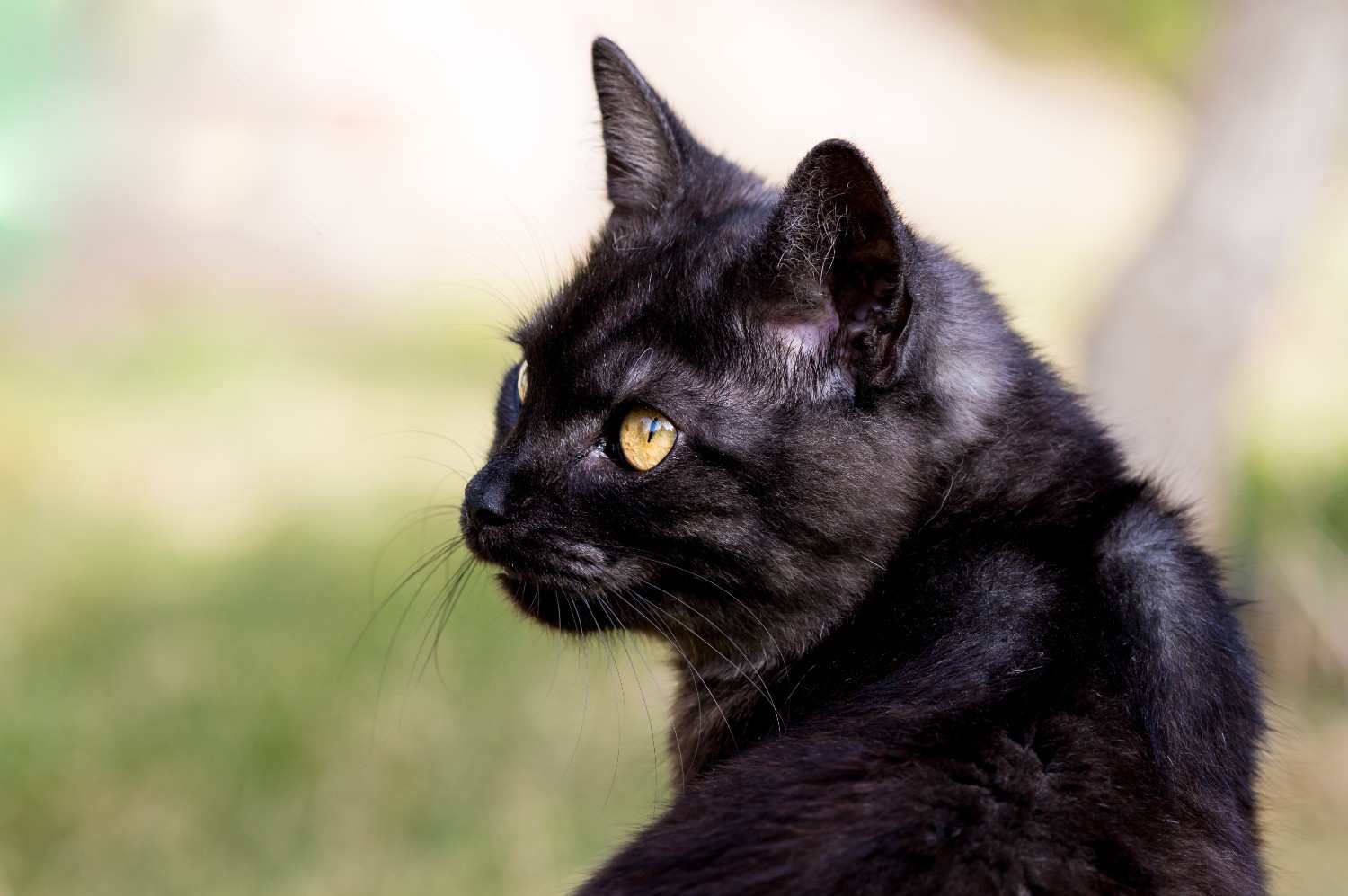 Is a Black Cat the Right Pet for You?