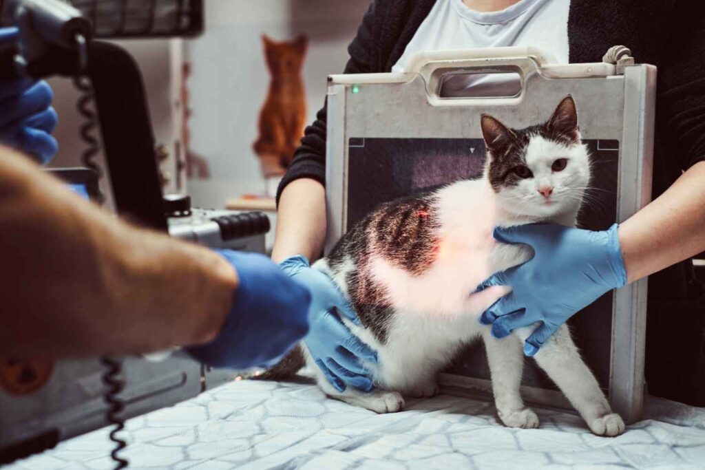 Veterinarian examining a cat wound during a medical checkup at an animal clinic