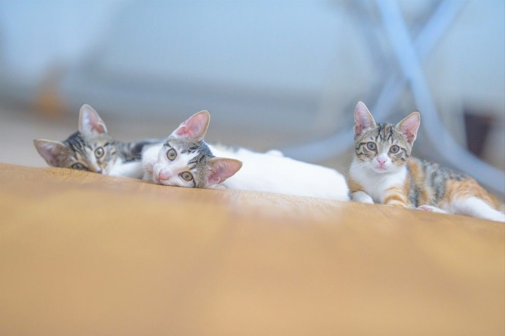 When Do Kittens Open Their Eyes? _ A Full Guide for Cat Owners