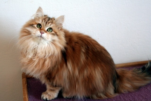Siberian Cat Price – A Guide to Costs, Ownership & Value
