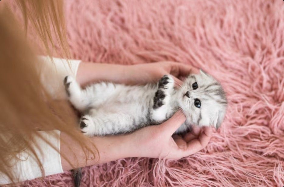 Newborn Kitten Care: The Ultimate Guide to Raising Healthy Kittens