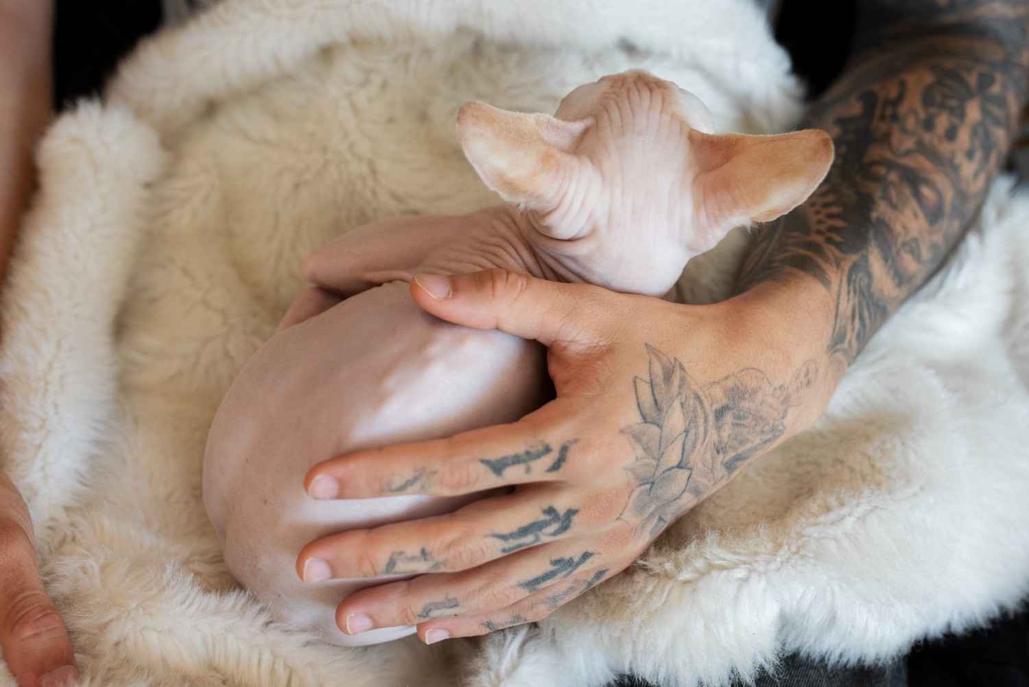 Umbilical Cord Care for Kittens: New Owner Guide