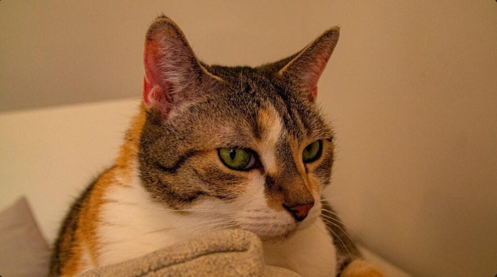 Close-up of a tabby cat with warm, slightly red ears resting indoors