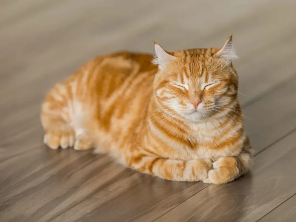 A ginger tabby cat with orange and white stripes sleeps peacefully on a wooden floor, tucked into a loaf position with its eyes closed.
