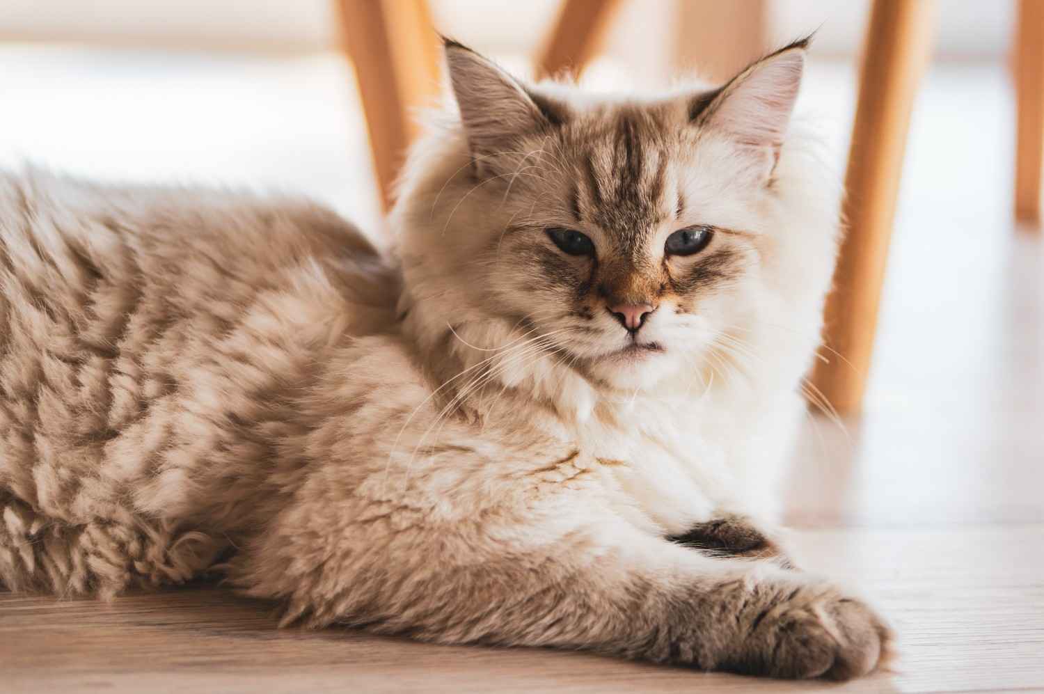 Easy Steps to Caring for Your Maine Coon Cat