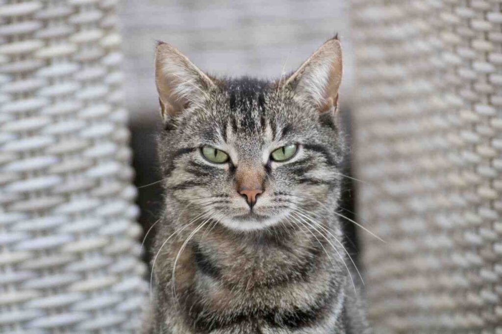 Close-up of a male tabby cat showing prominent tomcat cheeks and green eyes.