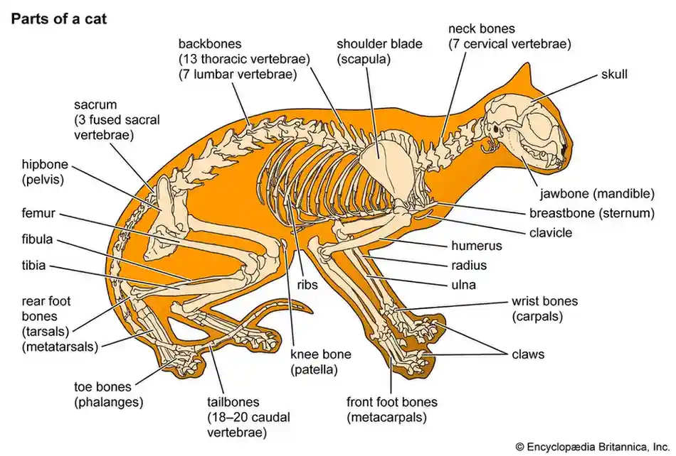 Cat skeleton illustration with skull spine ribs limbs and joint labels for anatomy study