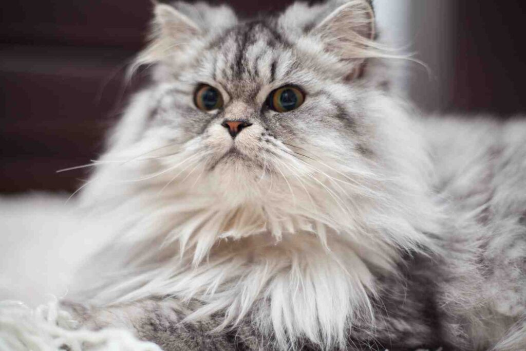 Close-up of a fluffy Chantilly cat with long silver fur and round eyes