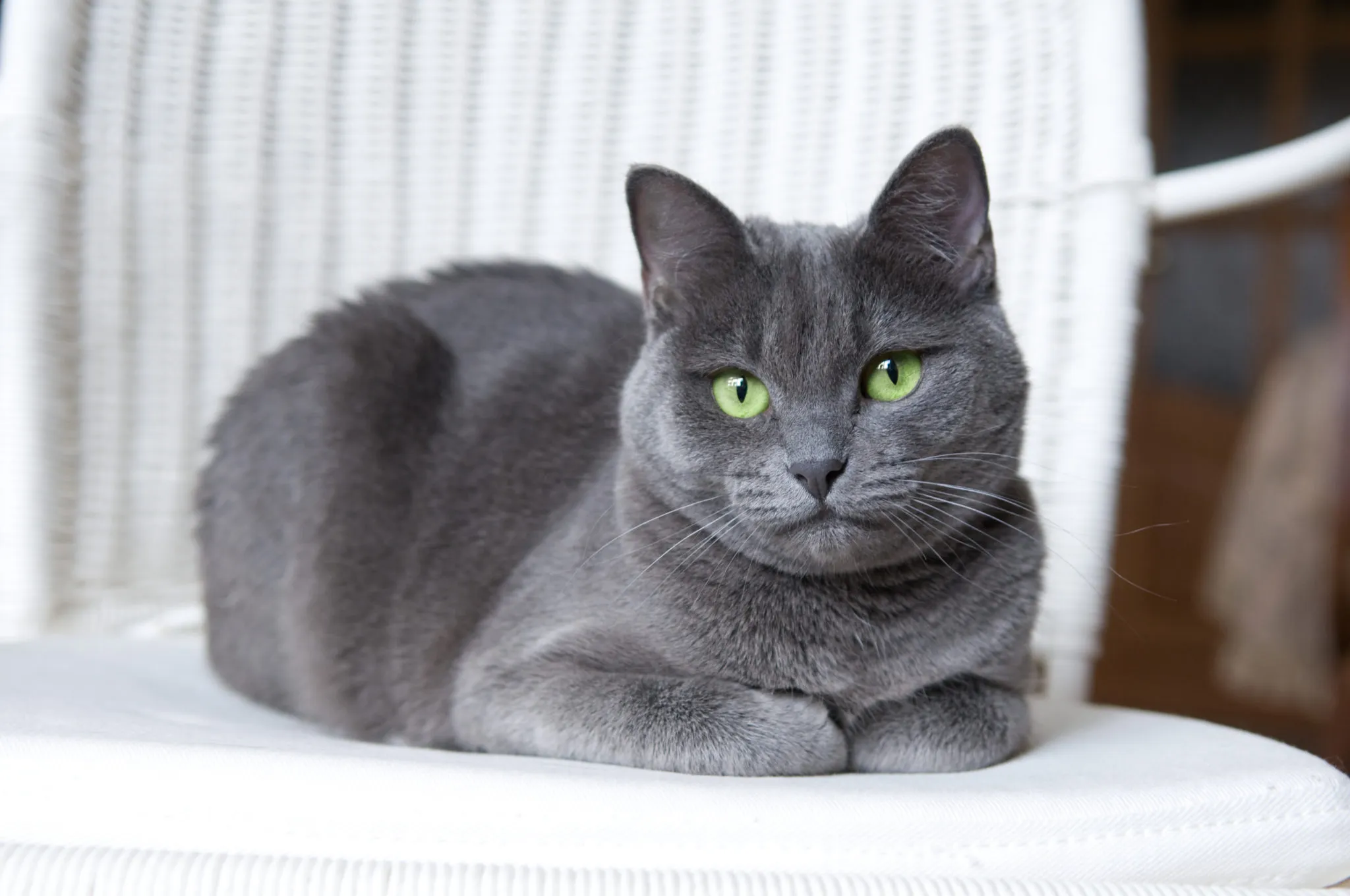 What is the Russian Blue Cat Price