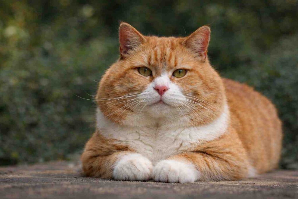 A close-up of an orange-and-white tomcat lying on a stone surface outdoors, with its front paws tucked under its body. The cat has large, rounded cheeks, thick fur, and greenish-yellow eyes looking directly at the camera. The background is softly blurred with green foliage, highlighting the cat’s face and fluffy cheeks.