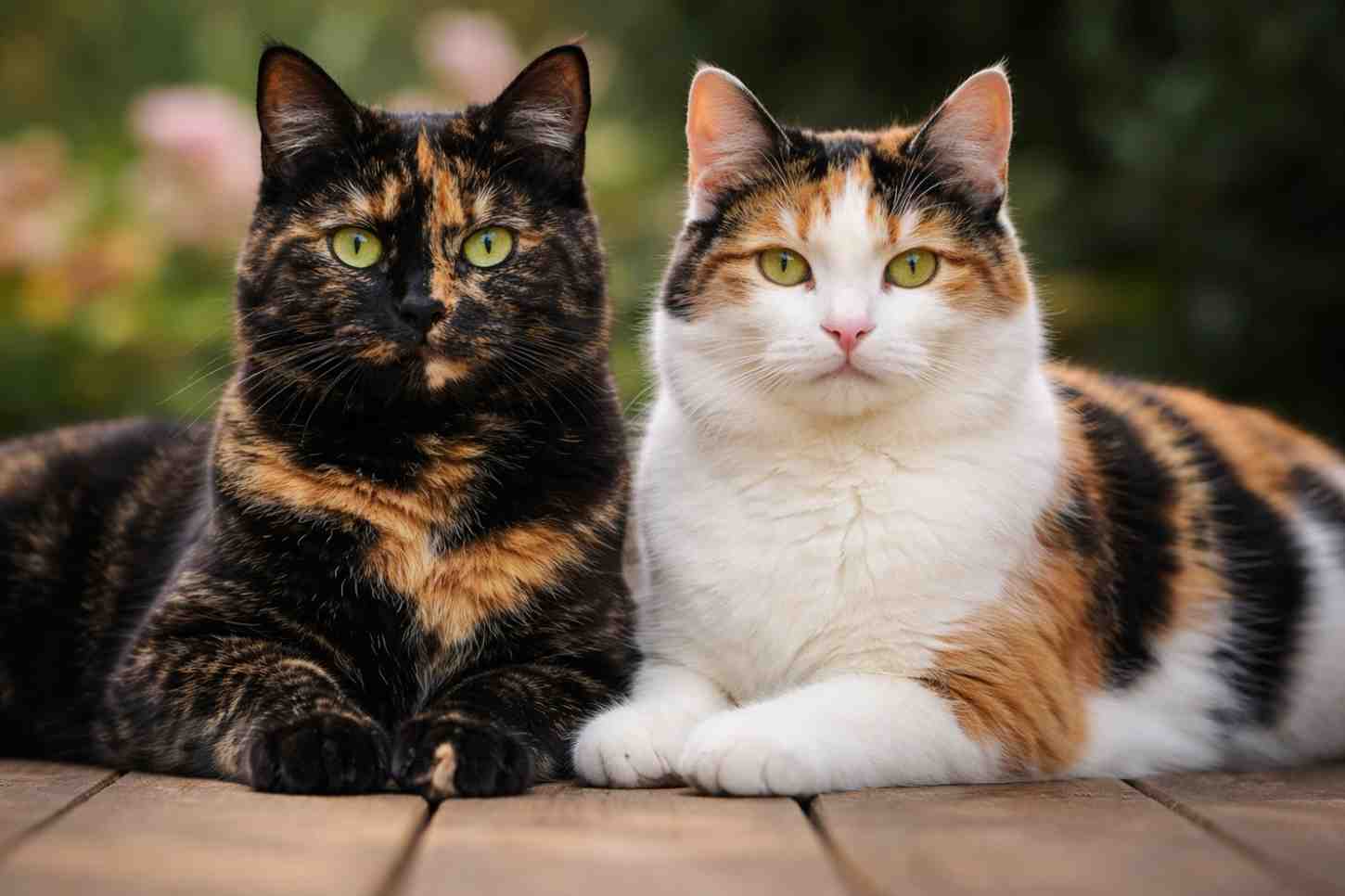 Tortie vs Calico: Why Torties and Calicos are Mostly Female