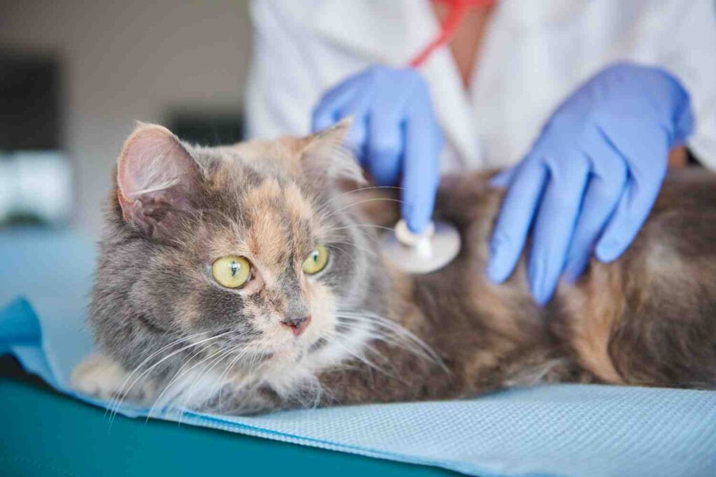 Veterinarian examining a kitten with a stethoscope during a health check