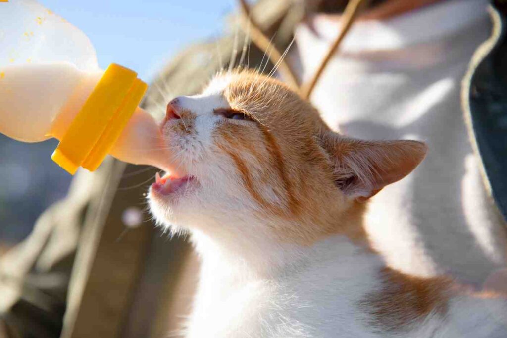 Small kitten drinking milk from a feeding bottle during hand feeding